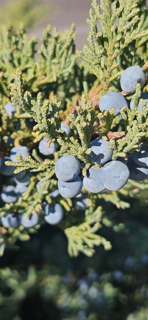 What are these blue berries? IN, USA
