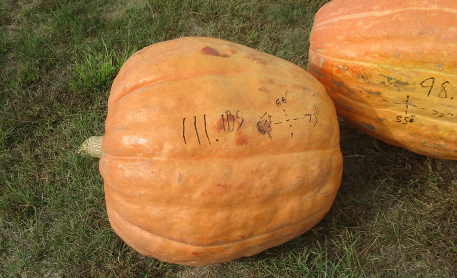 A giant pumpkin that weighs 111 pounds.
