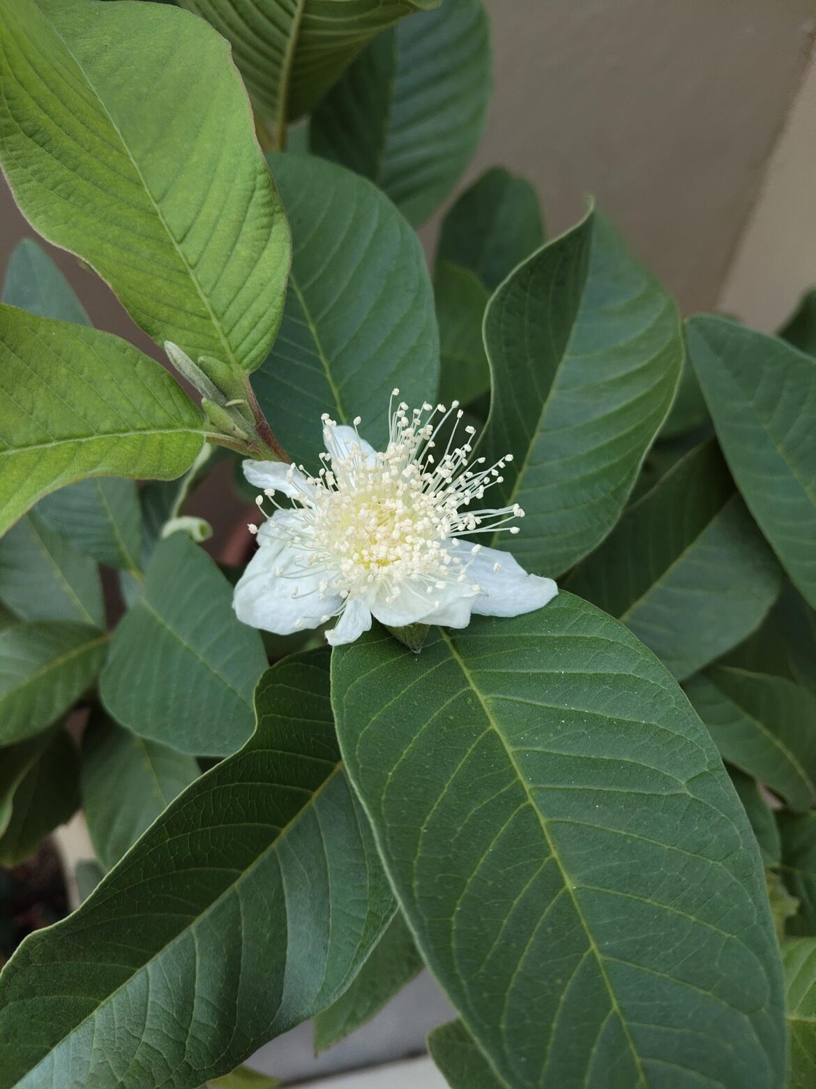 One of our guava buds flowered too early?