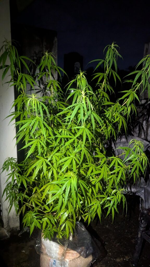 Week 13 Outdoor Plant in 20kg Medium — Growth Assessment and Expected Bud Development Week 13 Outdoor Plant in 20kg Medium — Growth Assessment and Expected Bud Development
