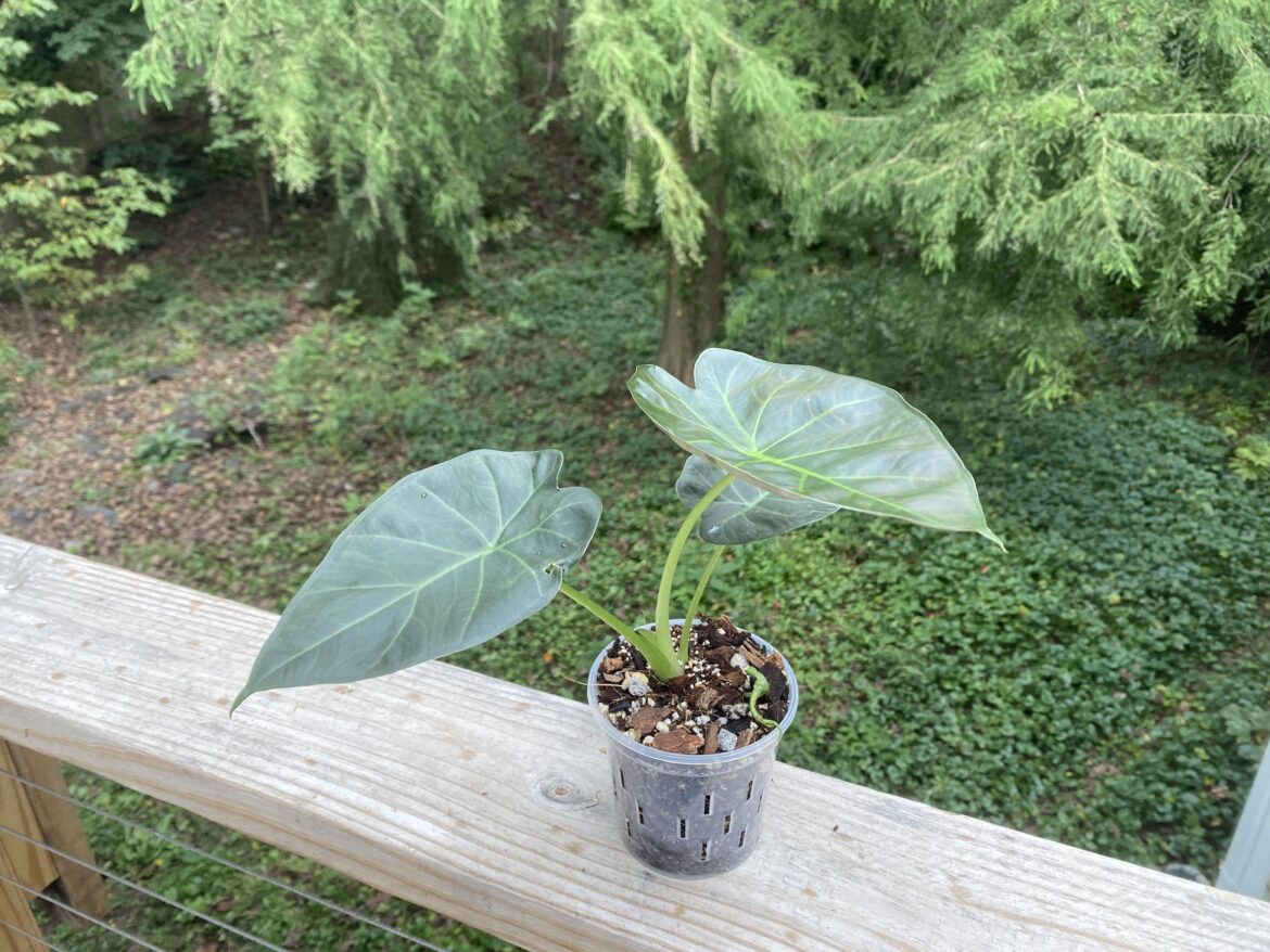 Slow-release fertilizer?