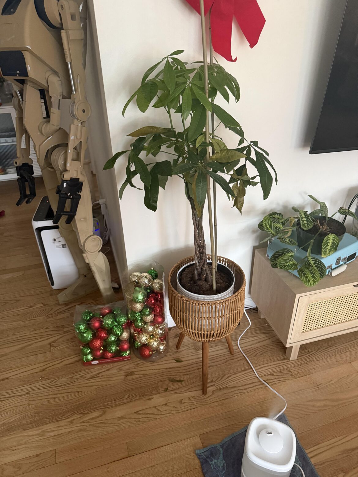 Money tree dying almost immediately