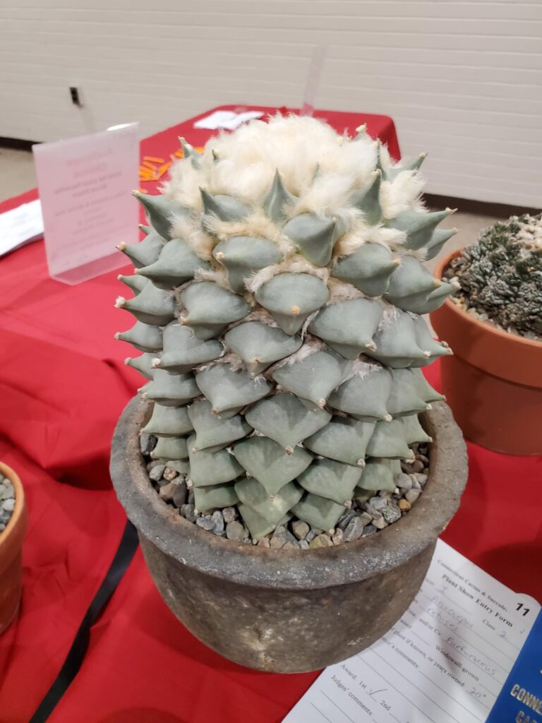 Ariocarpus retusus furfuraceus show entry