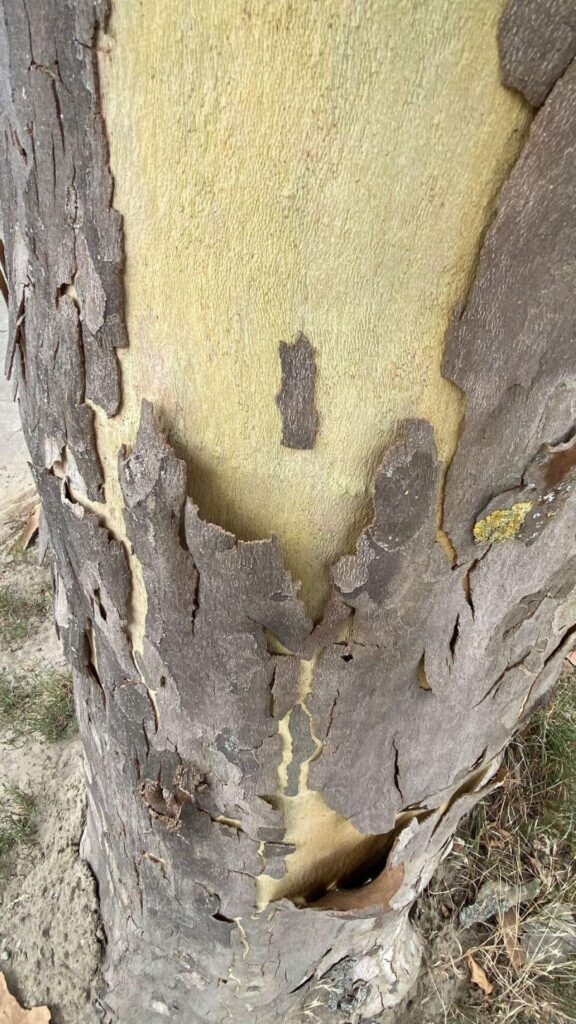 Have you seen plane trees shedding huge flakes of bark during summer heat? Have you seen plane trees shedding huge flakes of bark during summer heat?