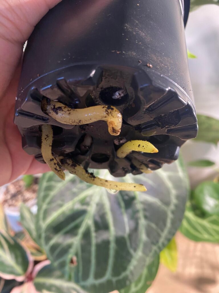 Repot anthurium carinervium?