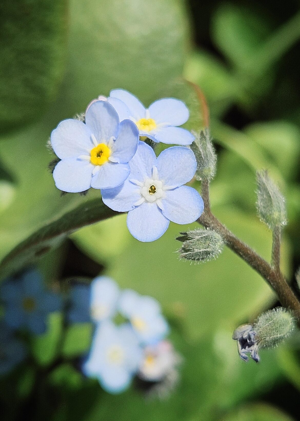 Nomeolvides 🥺 (forget-me-nots)