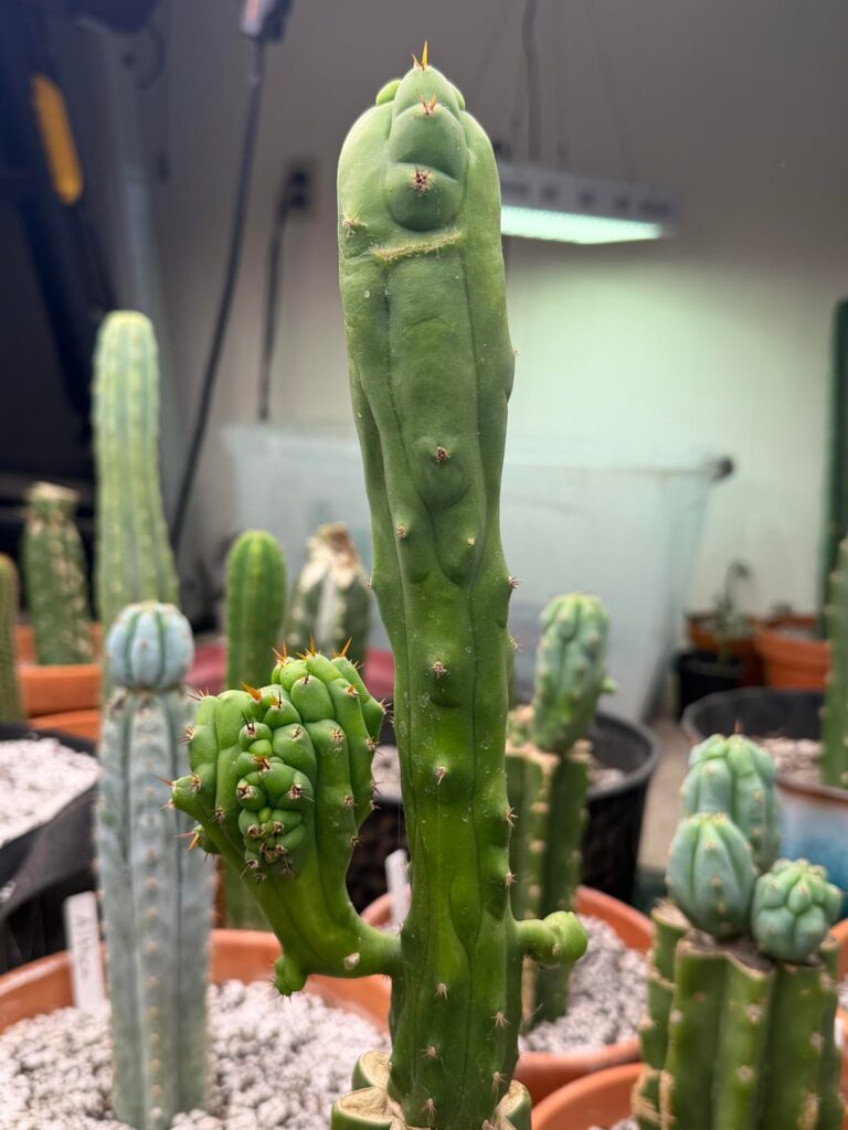 3 week quack’s update: definitely a crest! My first crested trichocereus. 3 week quack’s update: definitely a crest! My first crested trichocereus.