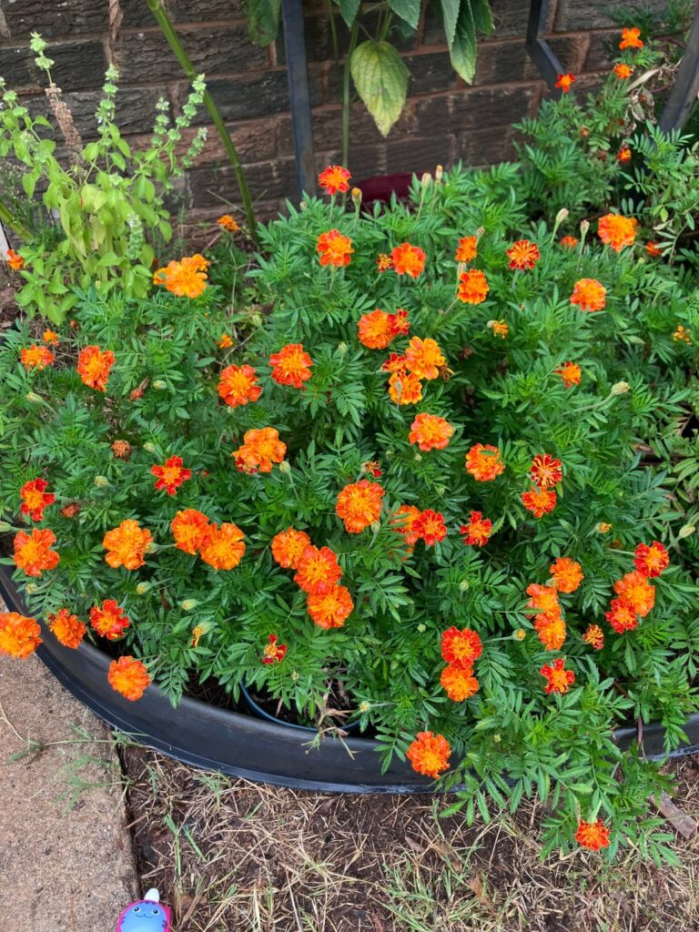 My marigolds keep blooming!