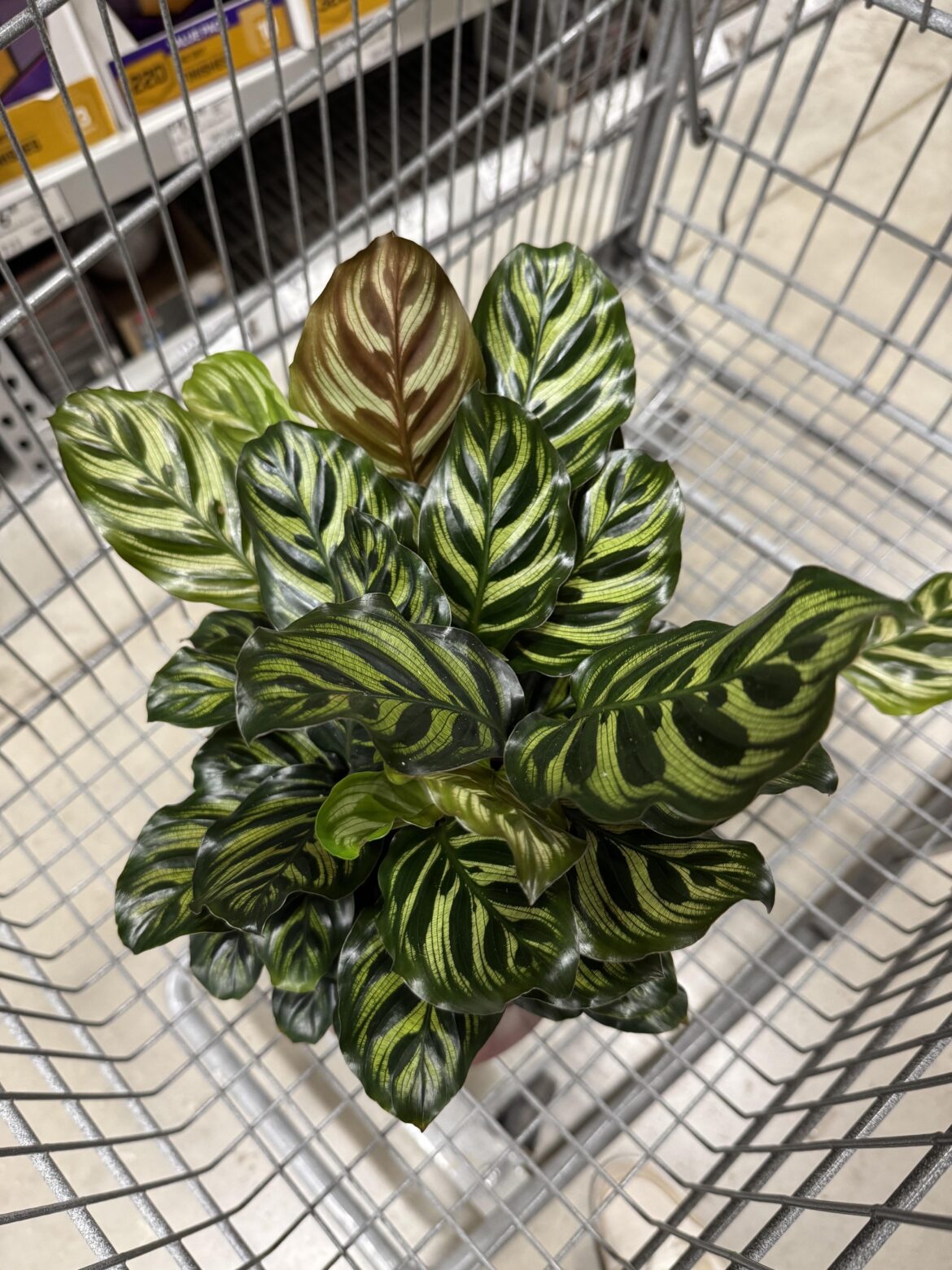 picked this beauty up who i believe is a peacock, any tips?