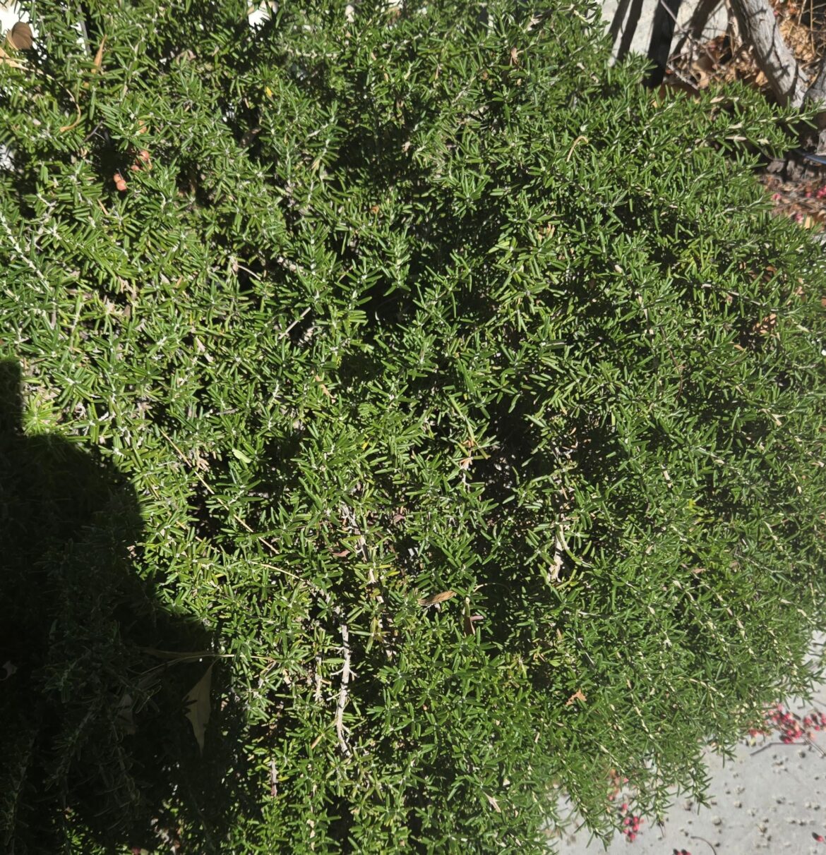 Yes what is this plz? Been trimming and feel a little woozy