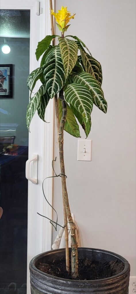 Help with propagating this Zebra Plant?