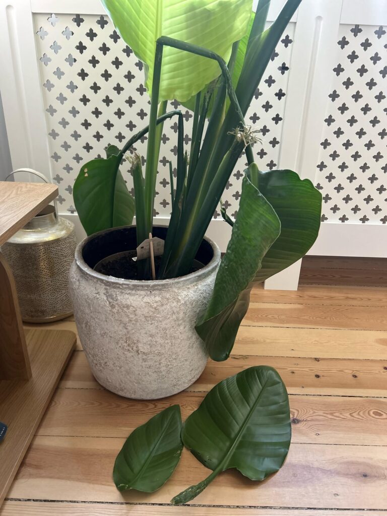 My cat ate my plant :(