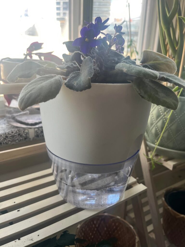 Repotting prayers please