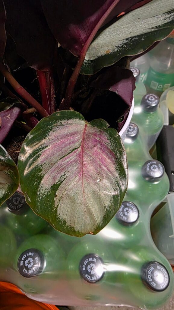 So I found this.. It's a Pink Aurora.. Right?