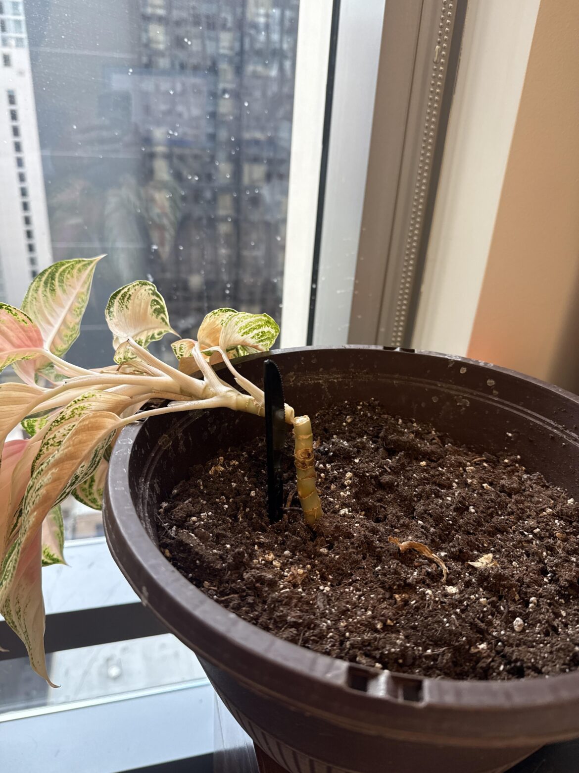 Came back to the office today and found a snapped plant!