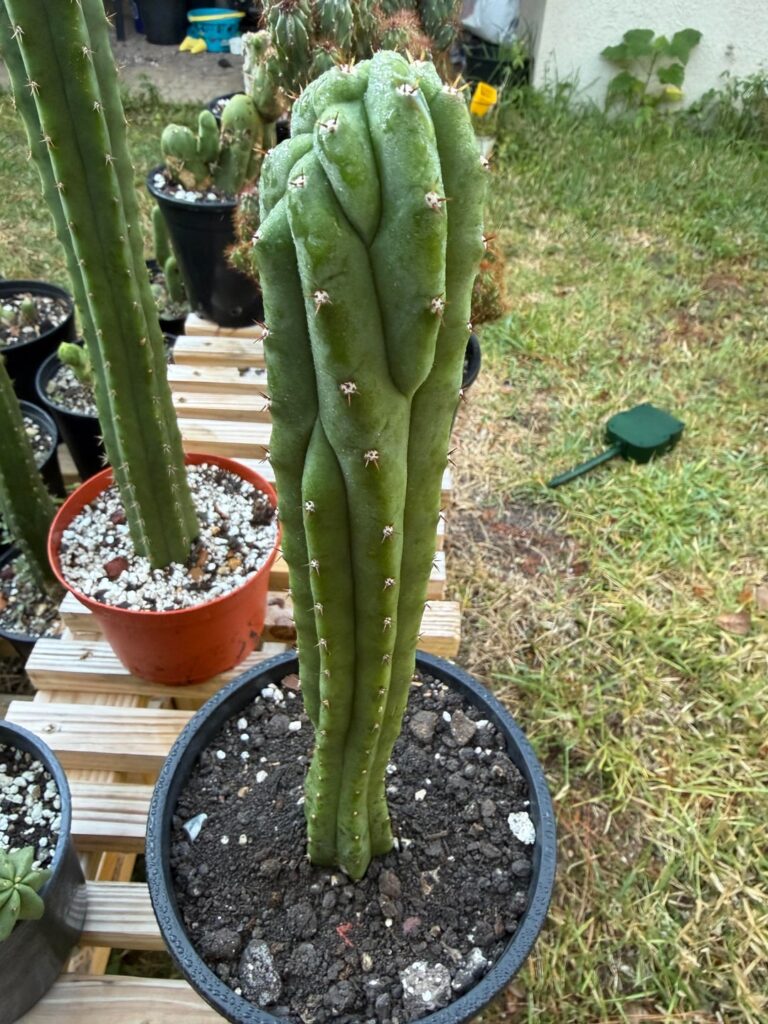 Rib shifting fun one