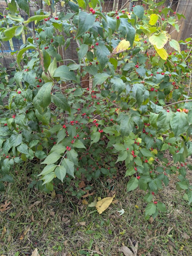 Not sure if I should be worried about my dogs eating these