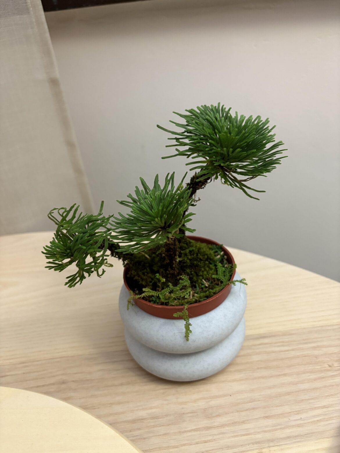 (singapore) i got this at a plant store and they said they just received it so they also dont know what it is :’) please let me know what it could be!