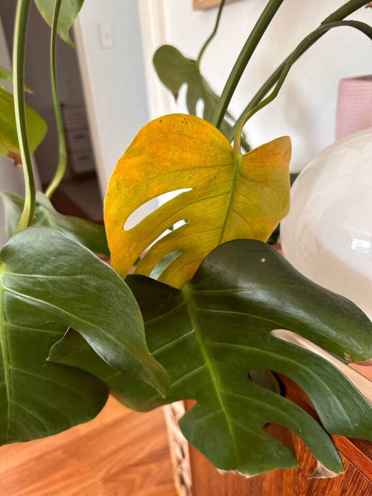 Every single plant in my home has this….