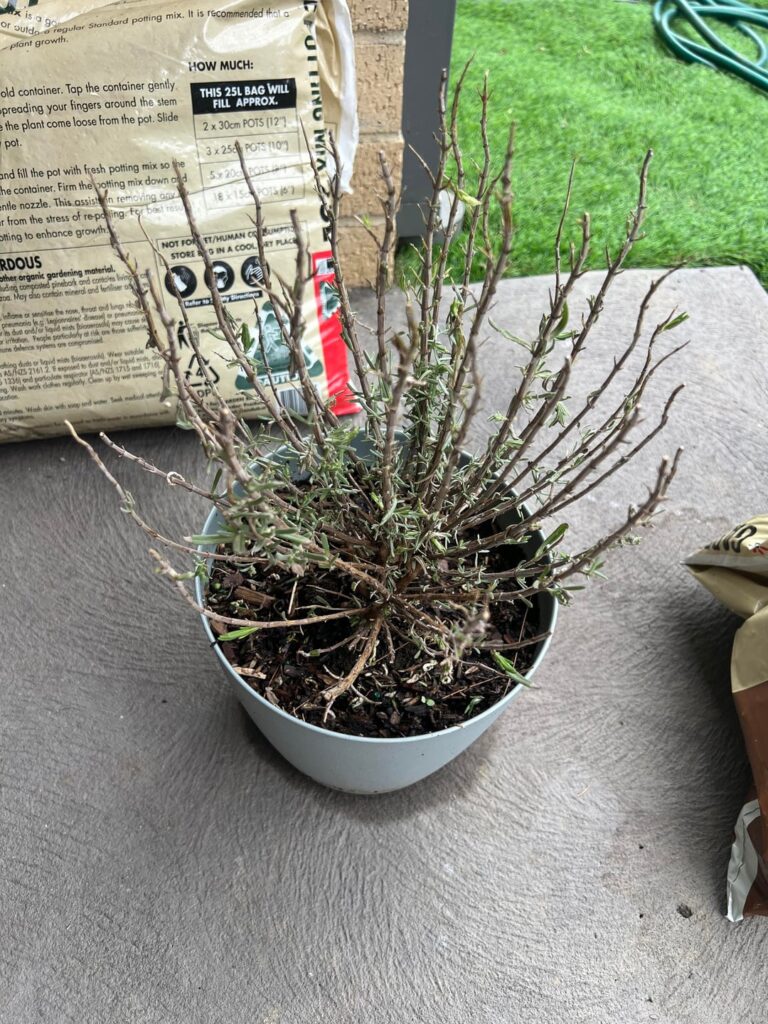 Is my lavender plant dead, or does she still have a fighting chance? Is my lavender plant dead, or does she still have a fighting chance?