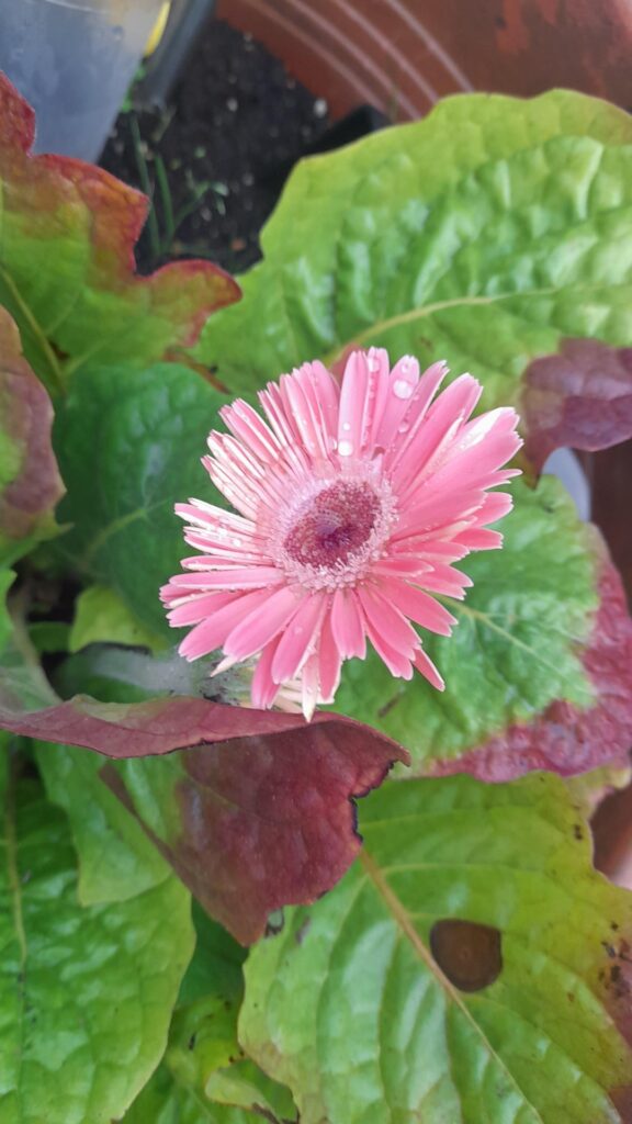 Whats this plant? Netherlands