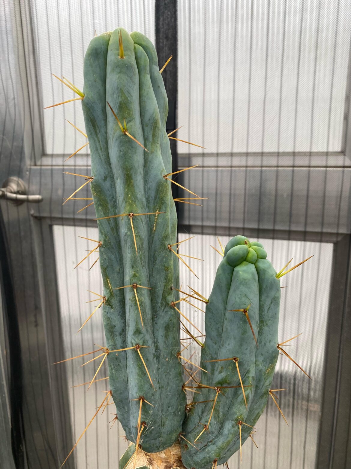 sum plant i grewn