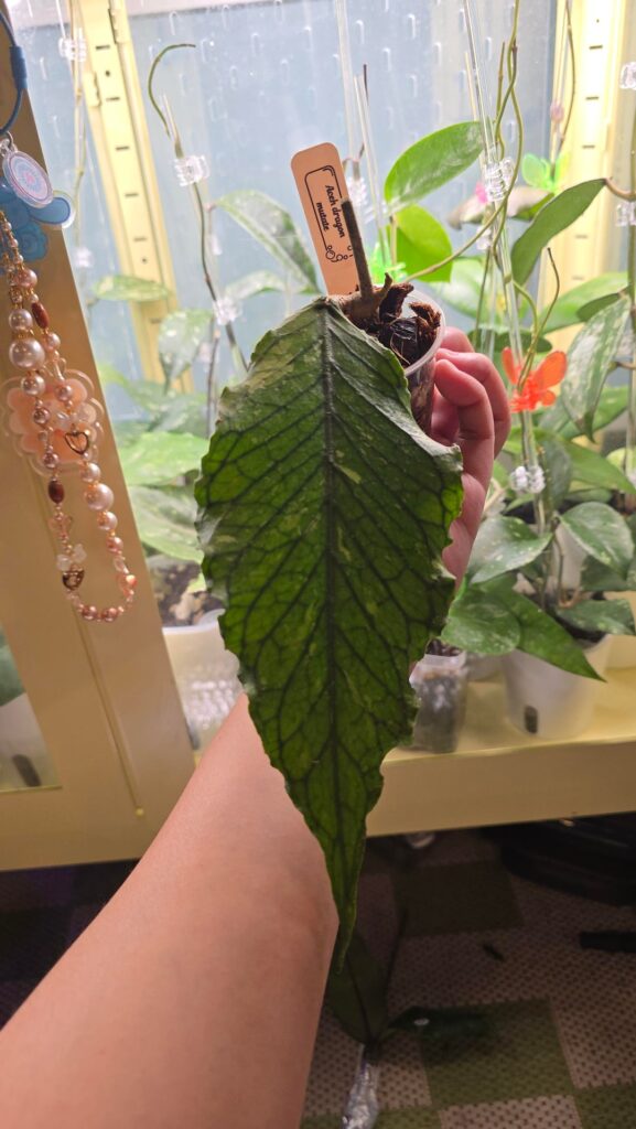 some dragons on this week's haul