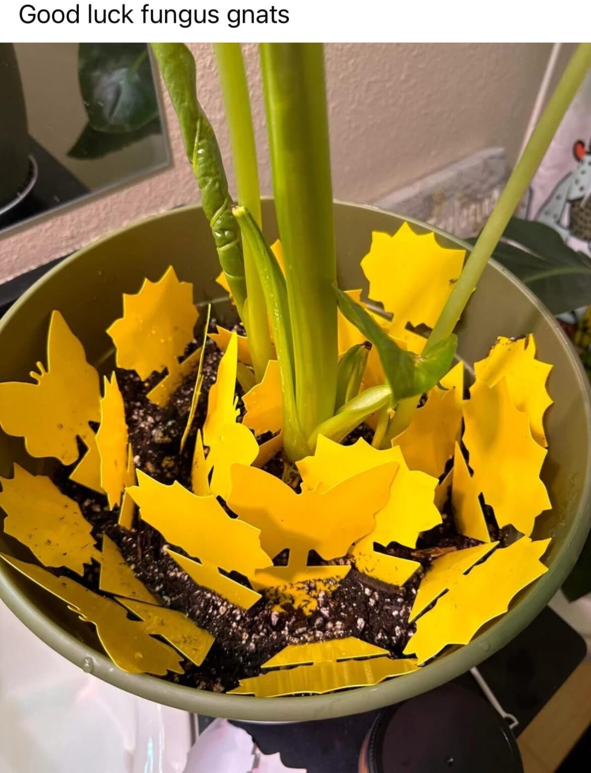 Good luck fungus gnats