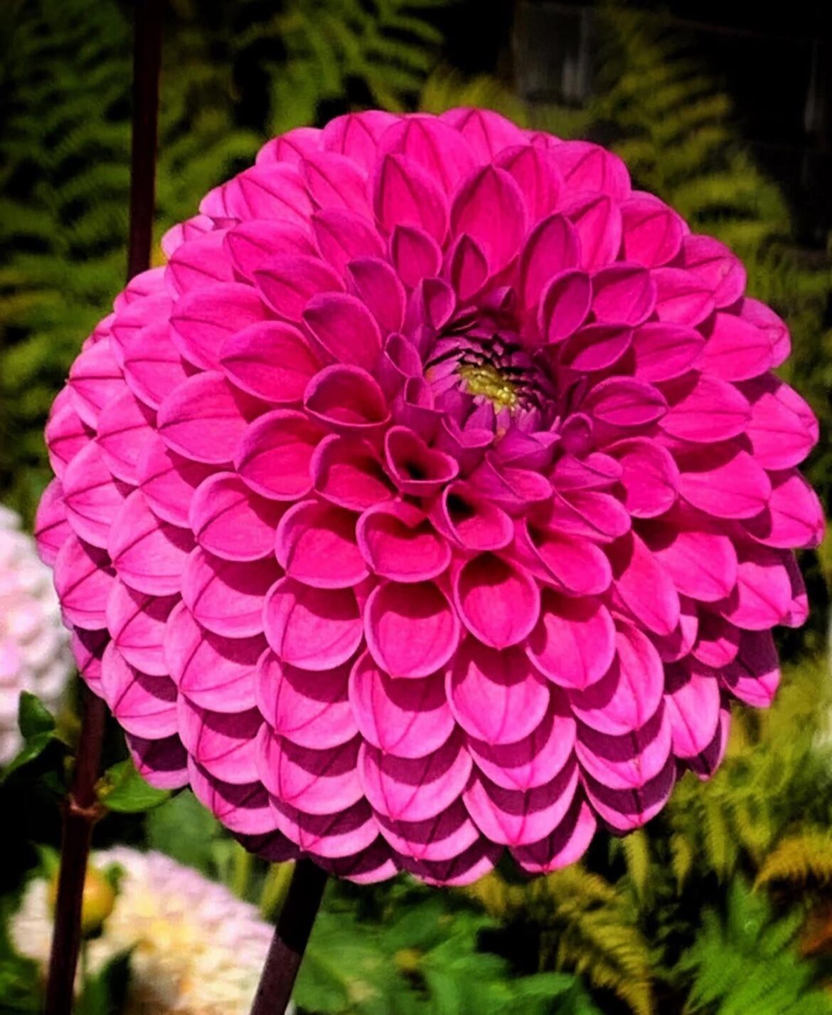 Its a pink pompom Friday- Dahlia Lipoma