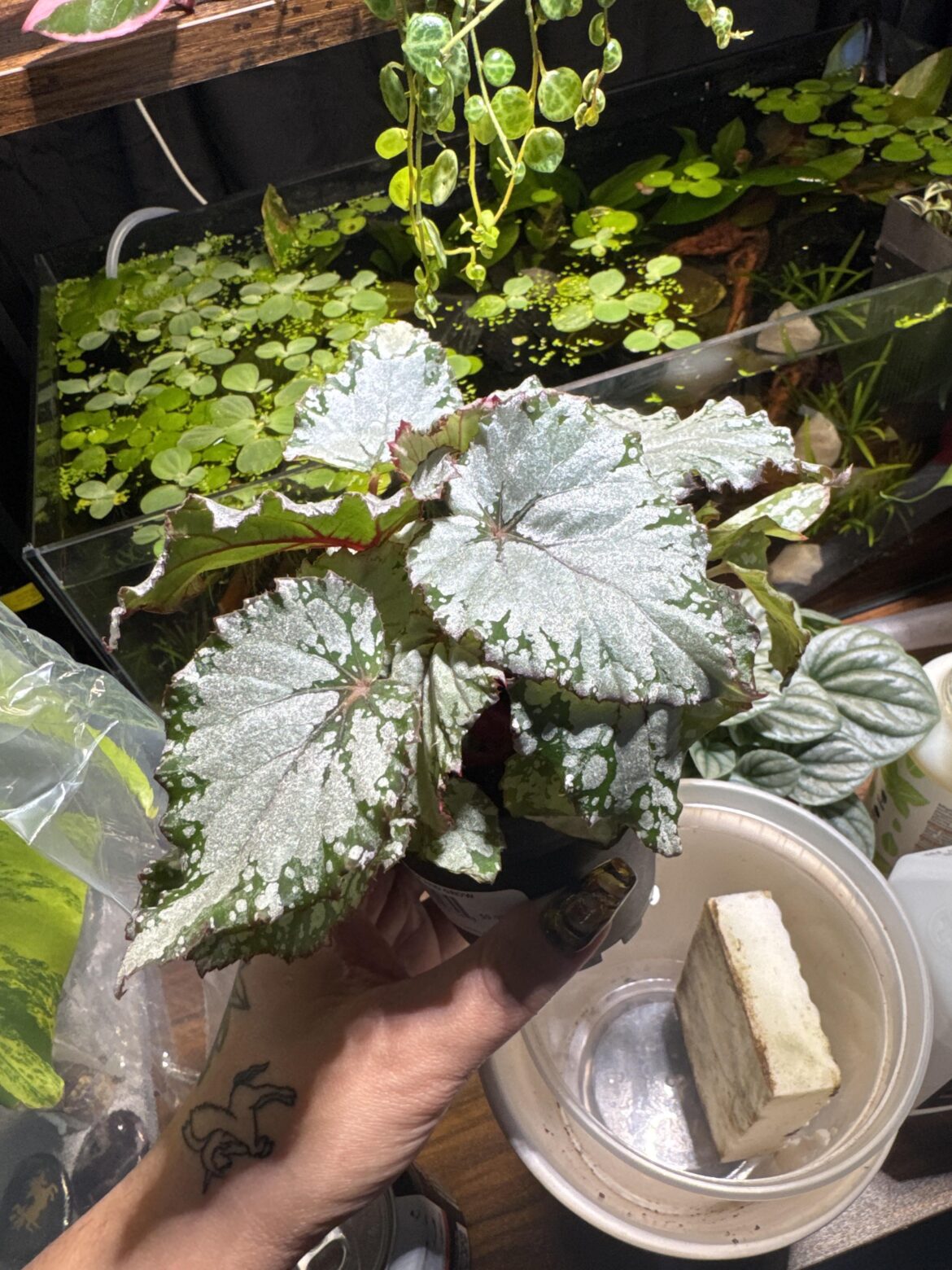 Help with ID on this beauty