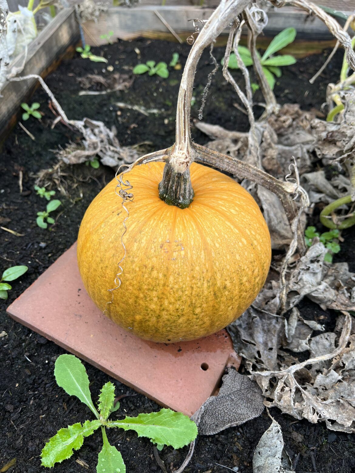 Is this guy ready for harvesting yet?