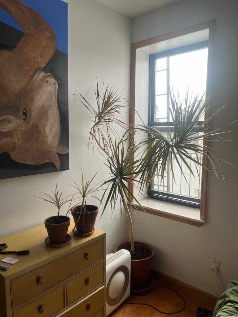 My Beloved Tree, what is it?