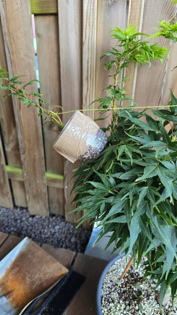 1st Air Layer on my Mikawa Yatsubusa 1st Air Layer on my Mikawa Yatsubusa