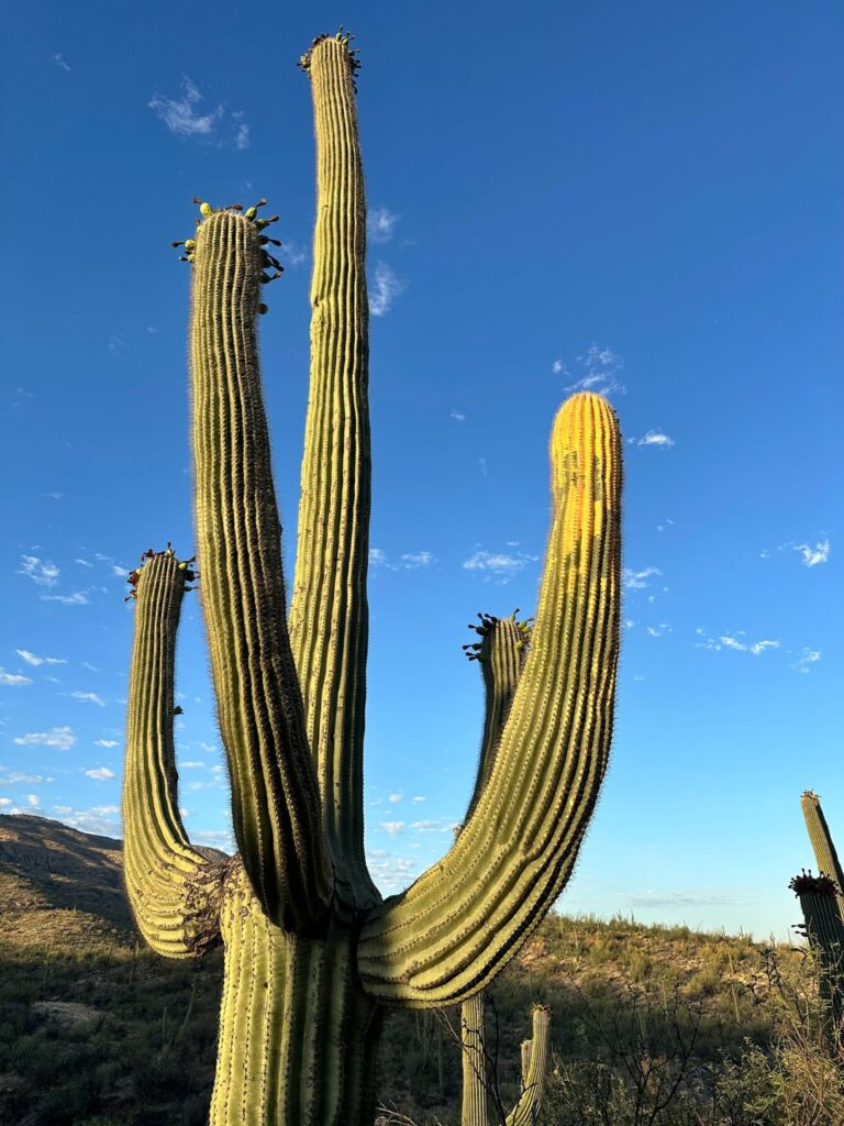 Sowing some seeds from a fruit I collected from this variegated saguaro!