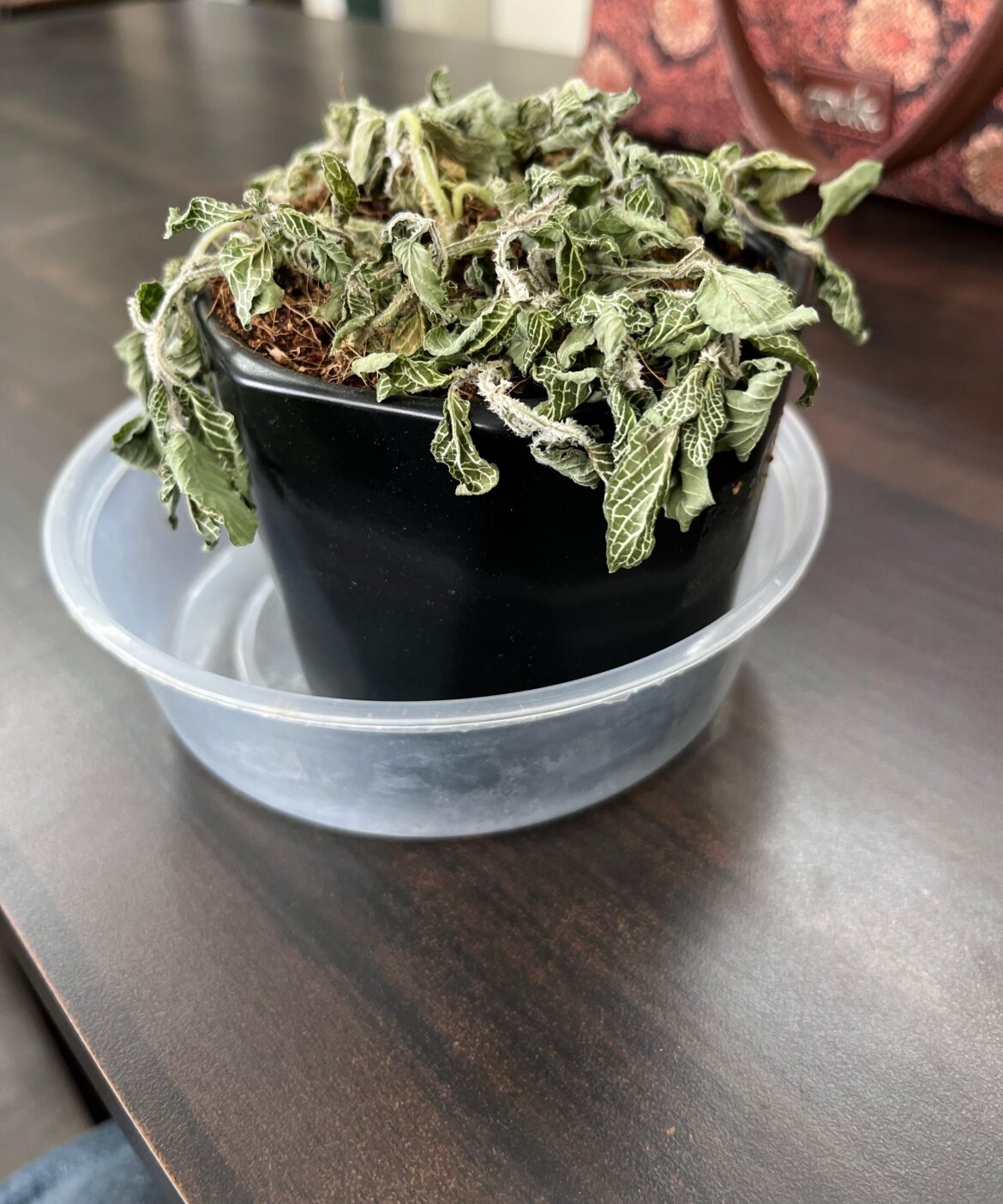 Need help reviving my fittonia
