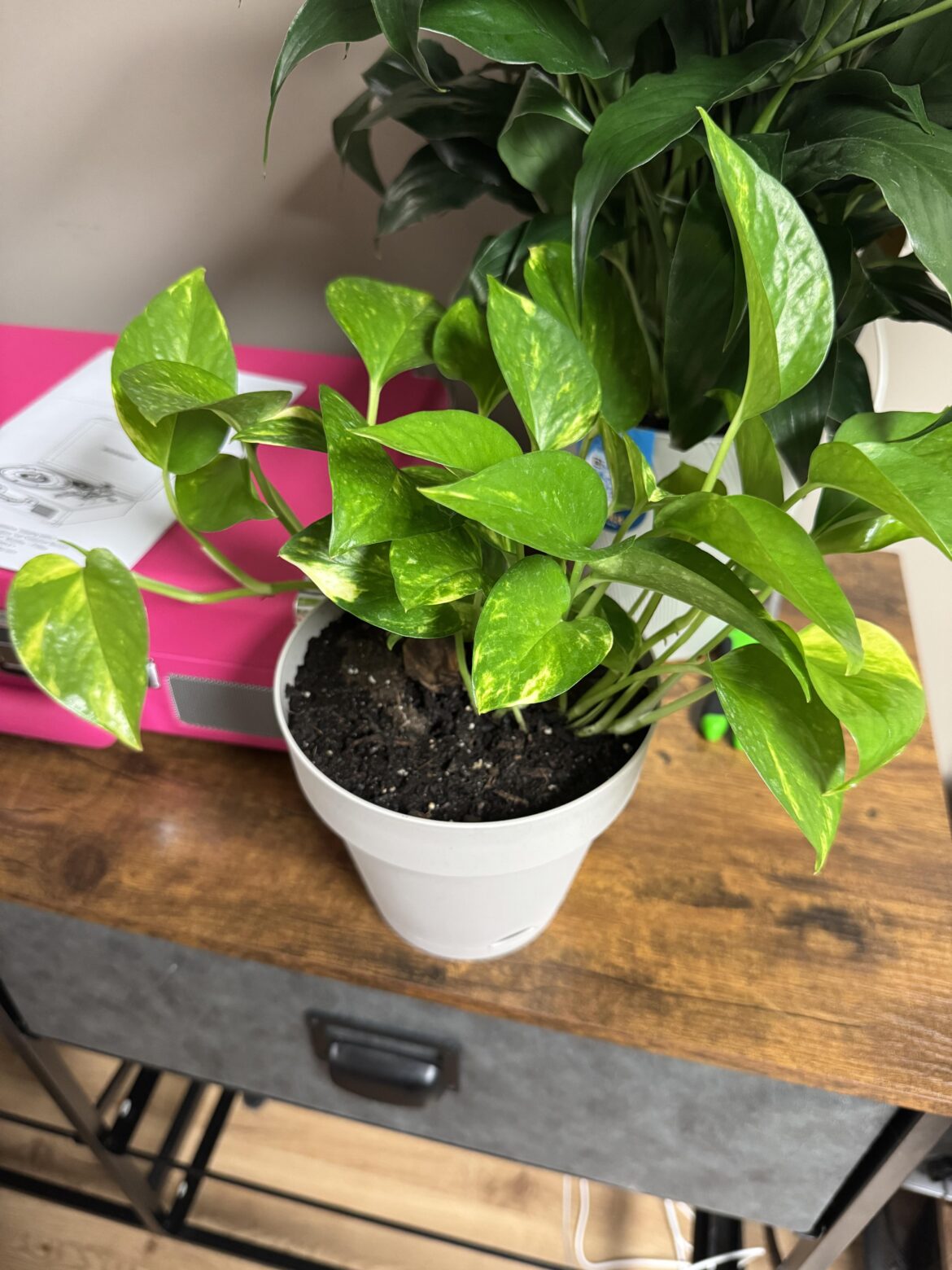 New plant