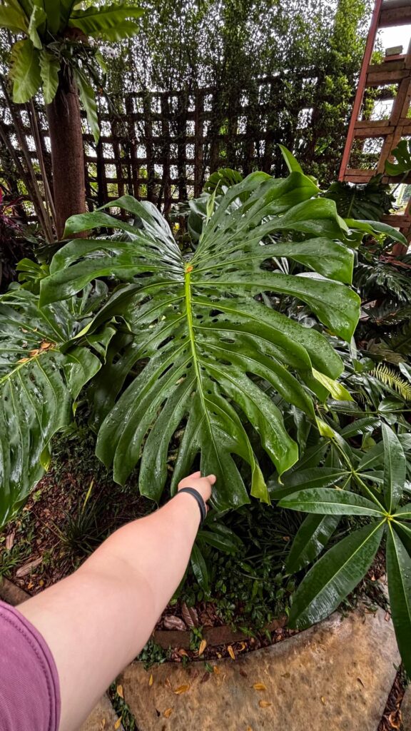 Gigantic monstera