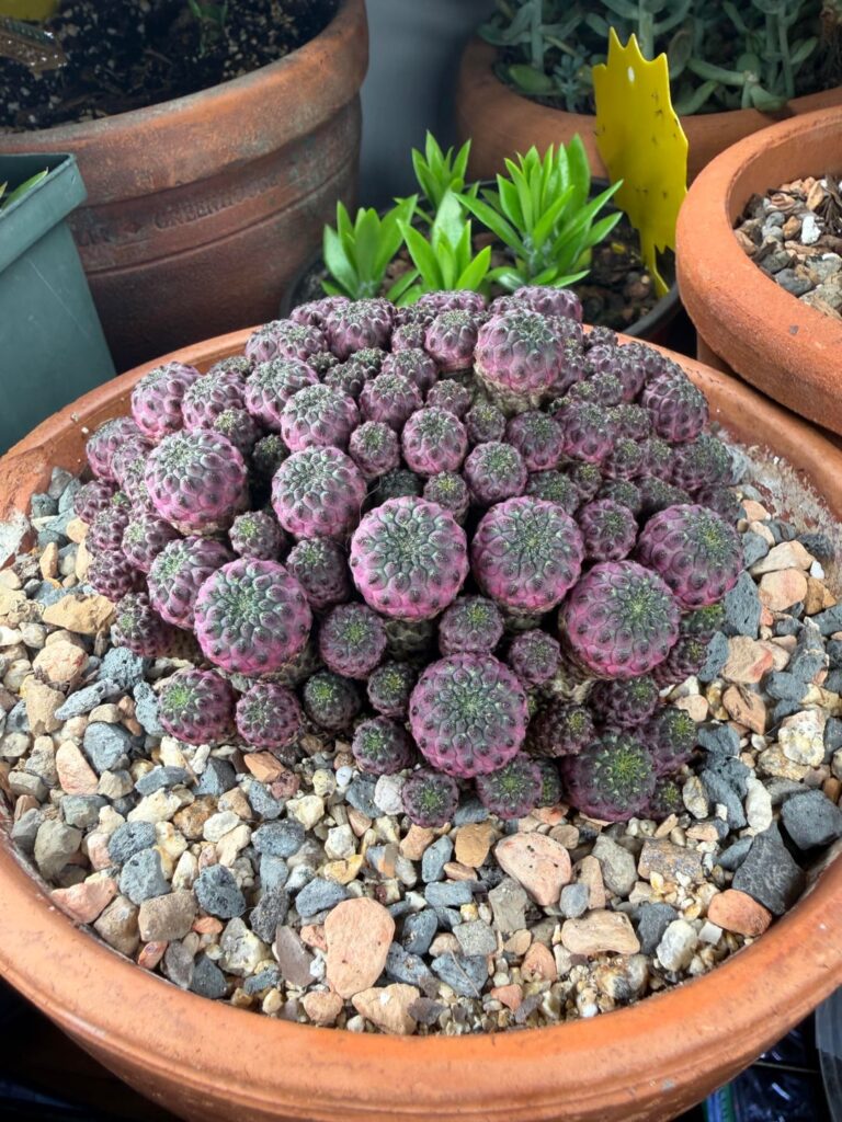 S. rauschii violacidermis update S. rauschii violacidermis update