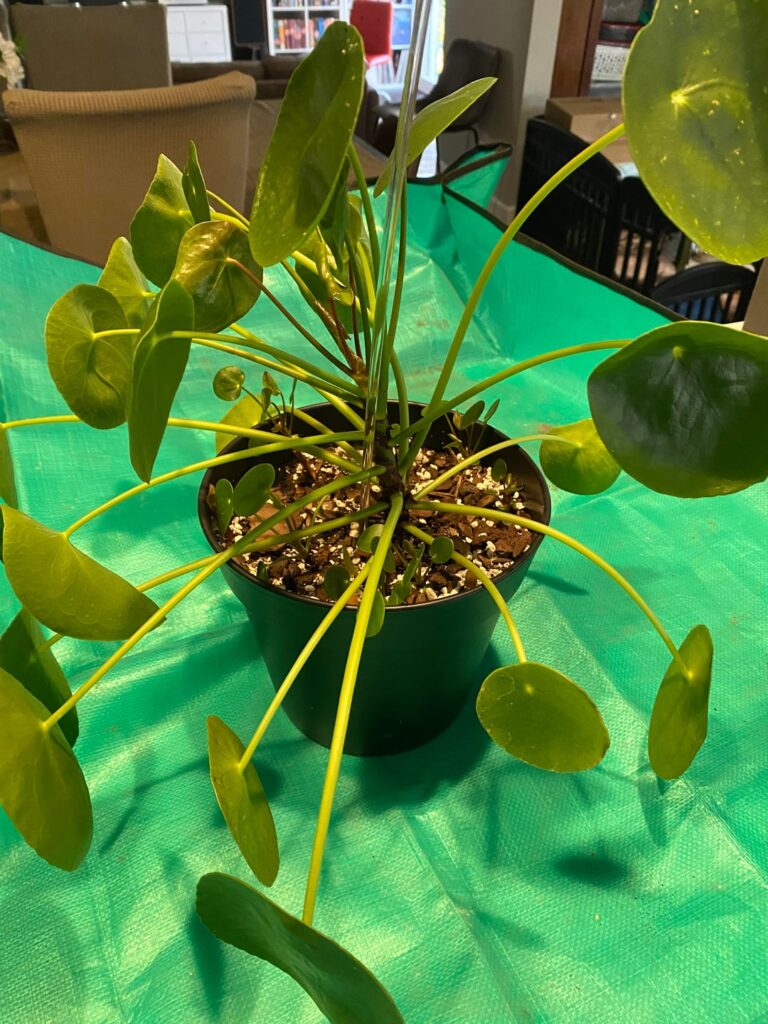 Turned my pilea peperomioides into 10!!