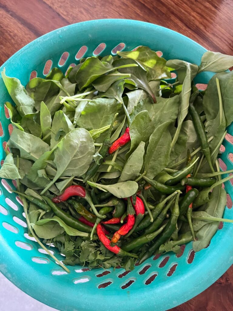 Bumper Harvest - Spinach , Coriander & Chillies