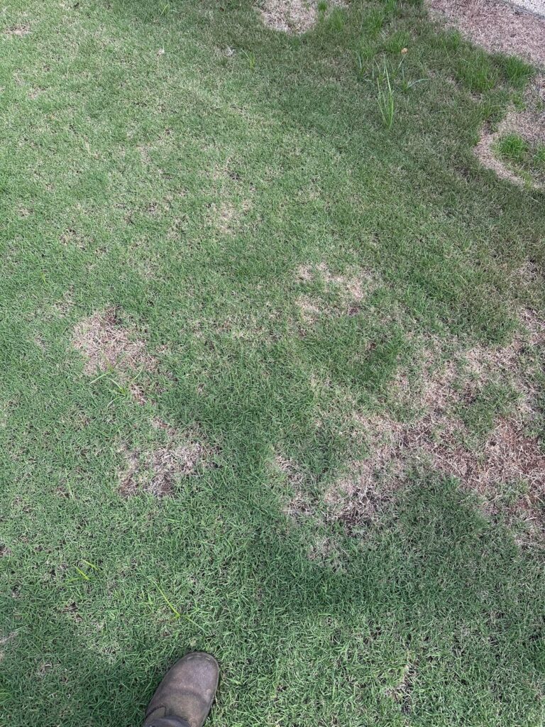 Help With New Lawn Help With New Lawn