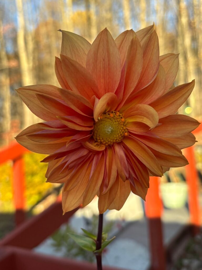 I think I have it correct this time. My last Dahlia blooms.