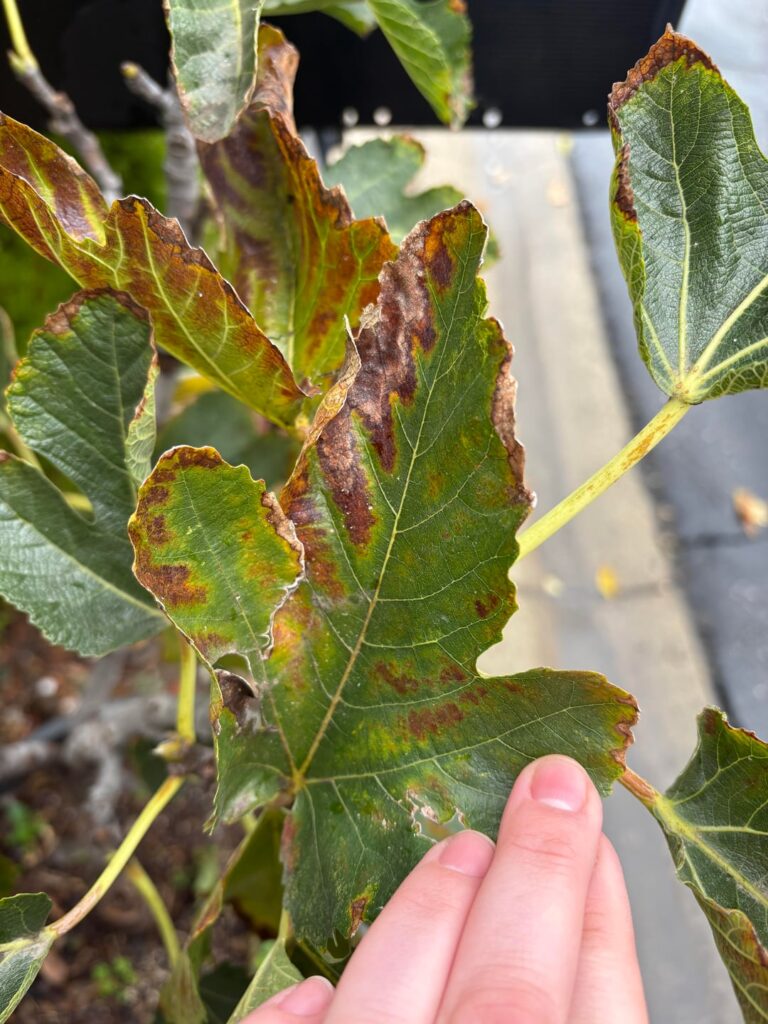 fig tree abnormal leaves fig tree abnormal leaves