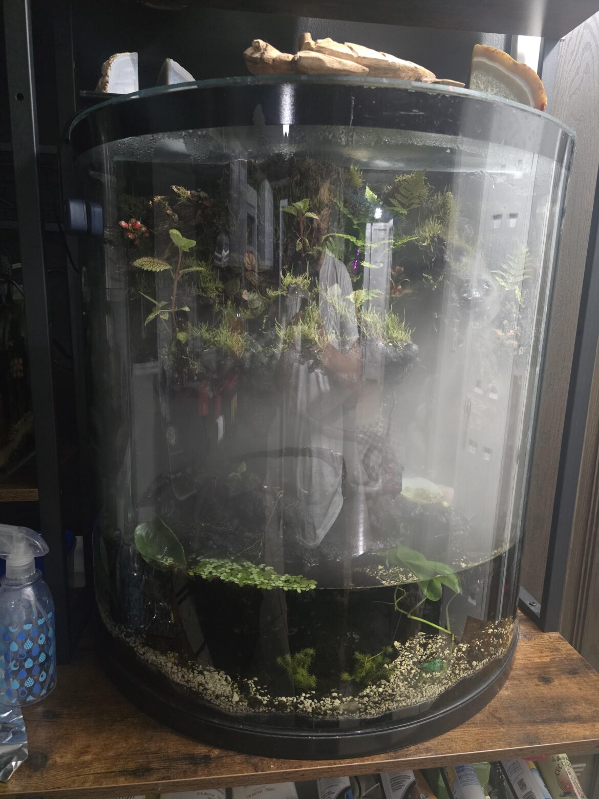 Need plant suggestions. Super soggy substrate/low light.