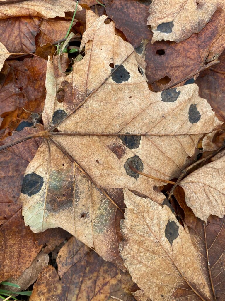 What are these black dots on these maple leaves? What are these black dots on these maple leaves?