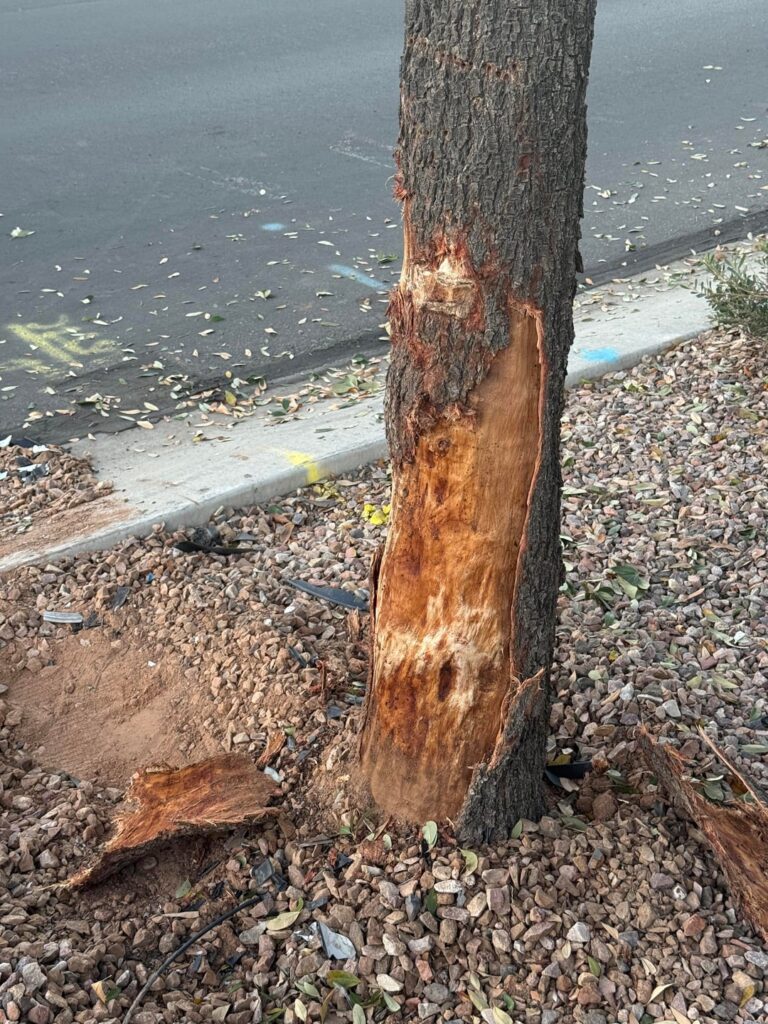 Car ran straight into my tree, I believe it is a fruitless olive. Will it survive?