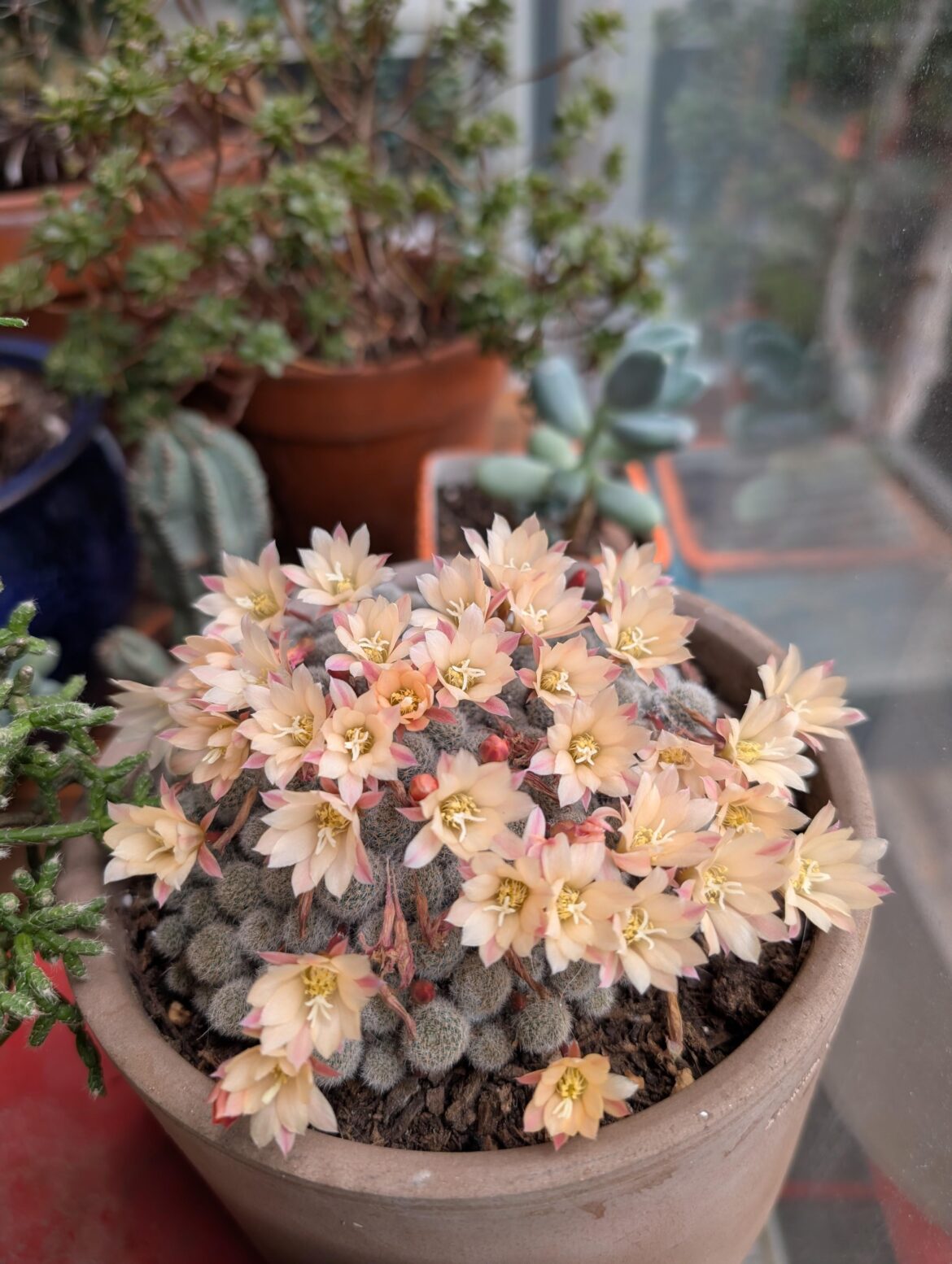 Good bloom this year