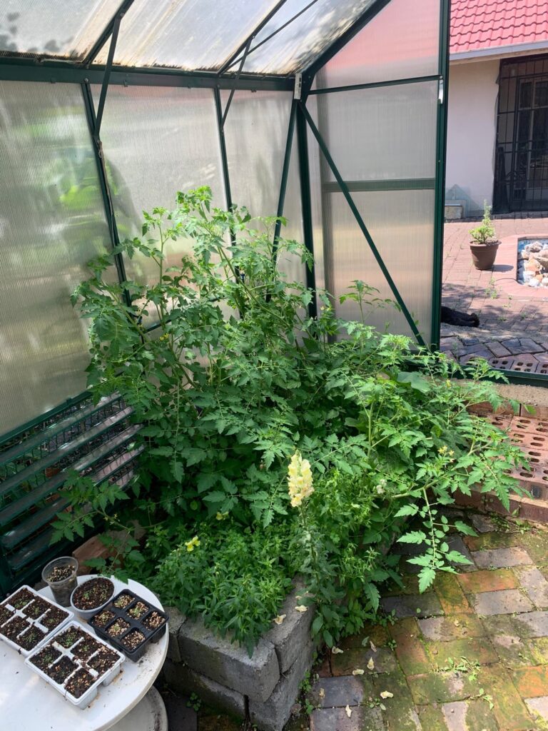 This tomato is overdoing it now. It seems to like the greenhouse.