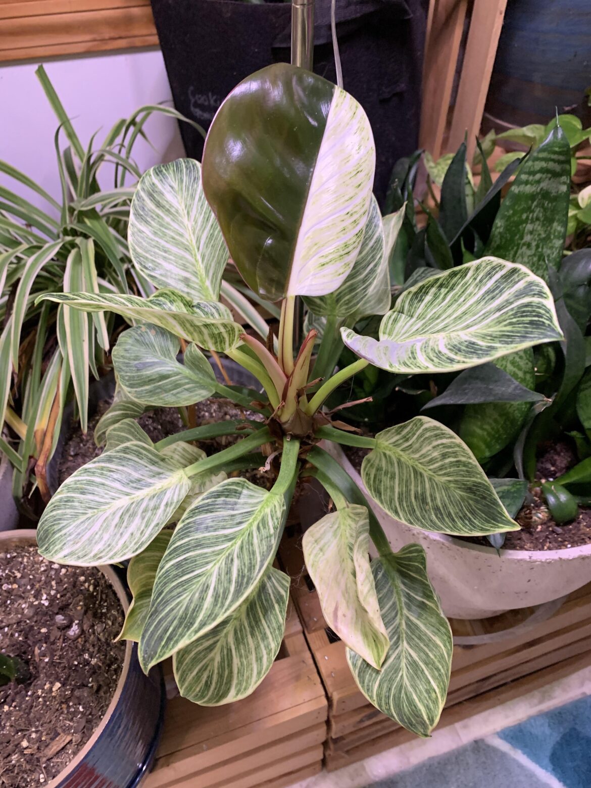 After 5+ Years this Birkin Put on a Uniquely Colored Leaf