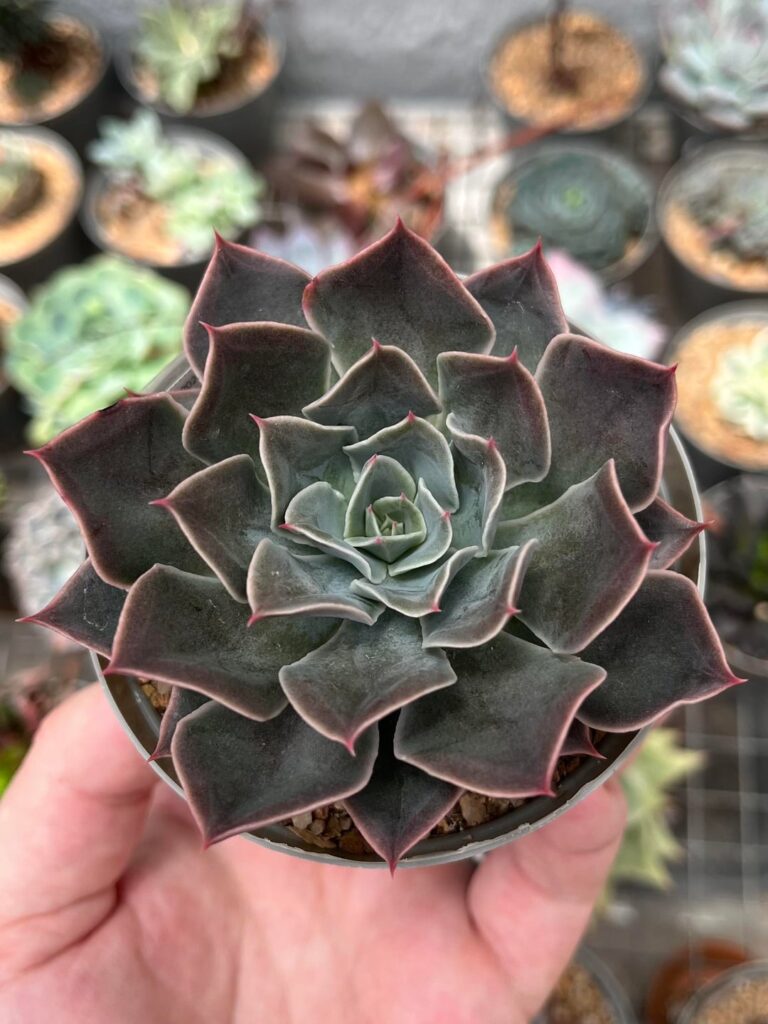 agavoides x shaviana